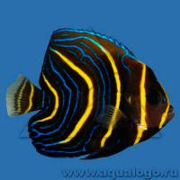 Ангел Кортеса (зонипектус)  Pomacanthus zonipectus