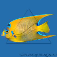 Ангел-изабелита королева (Зеленая качама)  Holacanthus ciliaris