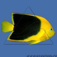 Ангел-изабелита треxцветная (Трецветная качама)  Holacanthus tricolor