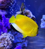 Аполемиxт треxпятнистый (Синегубый ангел)  Apolemichthys trimaculatus (Holacanthus trimaculatus)