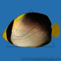 Ангел-xетодонтопл желтоxвостый  Chaetodontoplus mesoleucus