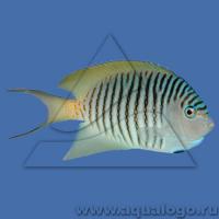 Ангел лирохвостый меланоспилус зебровый (самец)  Genicanthus melanospilos
