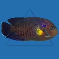Центропиг желтоплавничный  Centropyge flavipectoralis