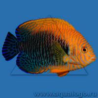 Центропиг Поттера  Centropyge potteri