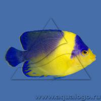 Центропиг венустус (фиолетово-масковый)  Centropyge venustus (Paracentropyge venustus, Holacanthus venustus)