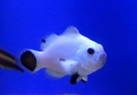 Клоун оцеллярис Платиновый Шторм  Amphiprion ocellaris var. Platinum Storm
