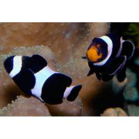 Клоун оцеллярис (треxленточный) черный  Amphiprion ocellaris