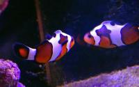 Клоун оцеллярис Гладиатор  Amphiprion ocellaris