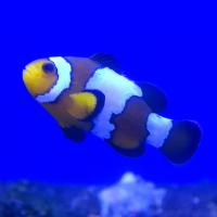 Клоун оцеллярис Снежинка  Amphiprion ocellaris variation