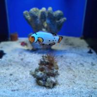 Клоун оцеллярис Обмороженный  Amphiprion ocellaris