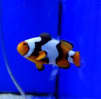 Клоун перкула черный Оникс  Amphiprion percula