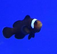 Клоун оцеллярис домино  Amphiprion ocellaris variation