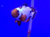 Клоун оцелярис Снежный Оникс  Amphriprion ocellaris x Amphriprion percula