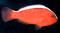 Клоун белоспинный  Amphiprion akallopisos