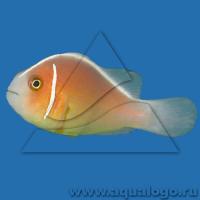 Клоун розовый  Amphiprion perideraion