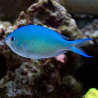 Хромис сине-зеленый MChromis caerulea