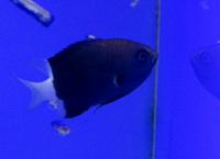 Хромис черный белохвостый  Chromis margaritifer