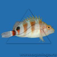 Кудрепер каменный красноточечный M