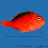 Кудрепер огненный (Неоциррит колючий) S