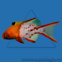 Бодиан лирохвостый (антоидес)  Bodianus anthioides