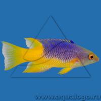 Бодиан испанский (руфус) M