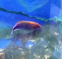 Циррилабрус оранжевоспинный  Cirrhilabrus aurantidorsalis