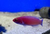 Циррилабрус красноокаймлённый  Cirrhilabrus rubrimarginatus