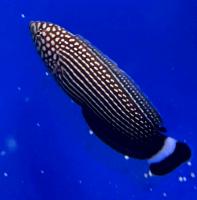 Губан двузубый линейчатый  Anampses lineatus