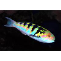 Талассома Хардвика чернополосая  Thalassoma hardwicke