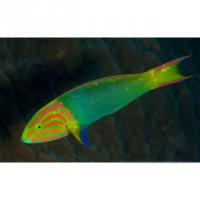 Талассома желтая (лунная)  Thalassoma lutescens