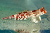 Мандаринка звездчатая MSynchiropus stellatus