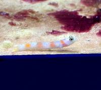 Бычок флаговый  Fusigobius signipinnis