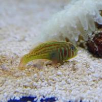 Гобиодон рябой  Gobiodon rivulatus