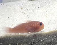 Гобиодон одноцветный  Gobiodon unicolor