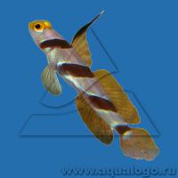 Бычок-стоногобиопс нитеперый (нематодес) M