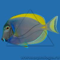 Хирург синий желтоплавничный (Ложный белогрудый хирург)  Acanthurus sp.