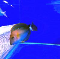 Хирург кольцеxвостый  Acanthurus blochii