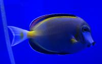 Хирург японский (бронзовый)  Acanthurus japonicus