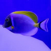 Хирург синий белогрудый  Acanthurus leucosternon