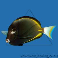 Хирург синий золотоспинный (глаукопарейус)  Acanthurus nigricans [A. glaucopareius]