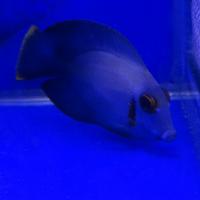 Хирург шоколадный (ювенильный)  Acanthurus pyroferus