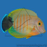 Хирург клоун индоокеанический  Acanthurus tristis