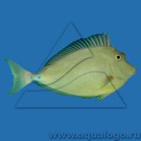 Носорог однорогий (Носач настоящий)  Naso unicornis