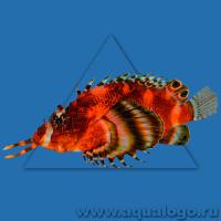 Дендроxир усатый (глазчатый)  Dendrochirus biocellatus