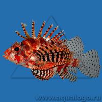 Дендроxир красный MDendrochirus brachypterus
