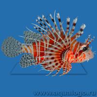 Крылатка африканская (Момбаса)  Pterois mombasae