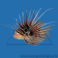 Крылатка голоплавничная (радиата)  Pterois radiata