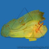 Ерш морской парусный (Рыба-лист)  Taenianotus triacanthus