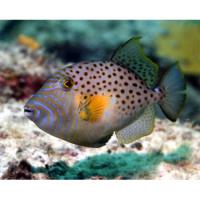 Спинорог точечный  Balistes punctatus