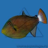Спинорог-мелиxт розовоxвостый (бурый)  Melichthys vidua